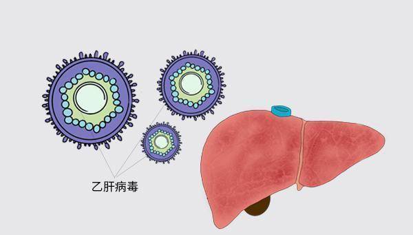 肝脏|有人说：查出乙肝，吃药和不吃药其实是一样的，是真还是假？