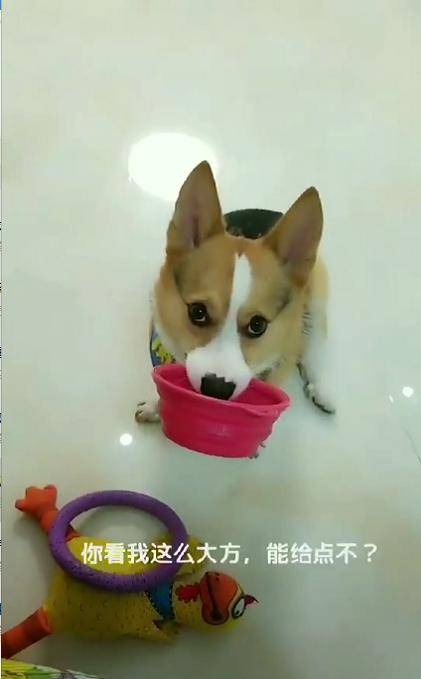 柯基拿玩具換飯吃，主人假裝不知道，再轉頭時看到令她笑噴的一幕 萌趣萌寵 第2张