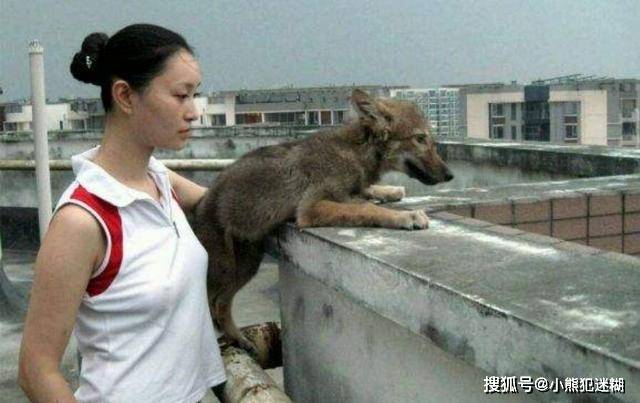 80后女孩与小狼情同母子,野外求生一年后,她驯狼成王含泪送走