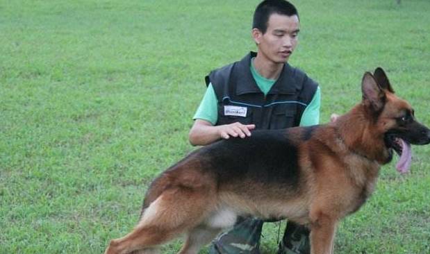 奖励想要训犬成功，主人必须做到这5点，少一点都不行！