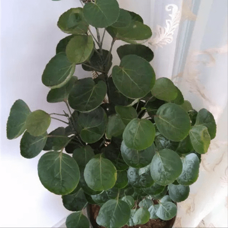 盆栽花卉名贵 0afd8923b6e54fdfaf88609c5ce2733c.png