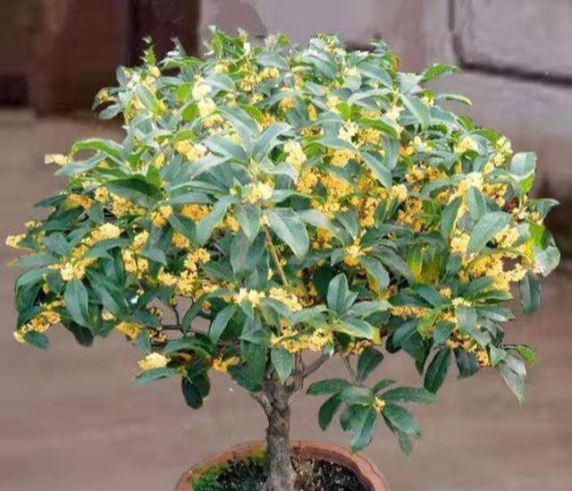 门前栽桂 人前显富贵 春天养桂花 4点做好了 桂花飘香花满枝 修剪