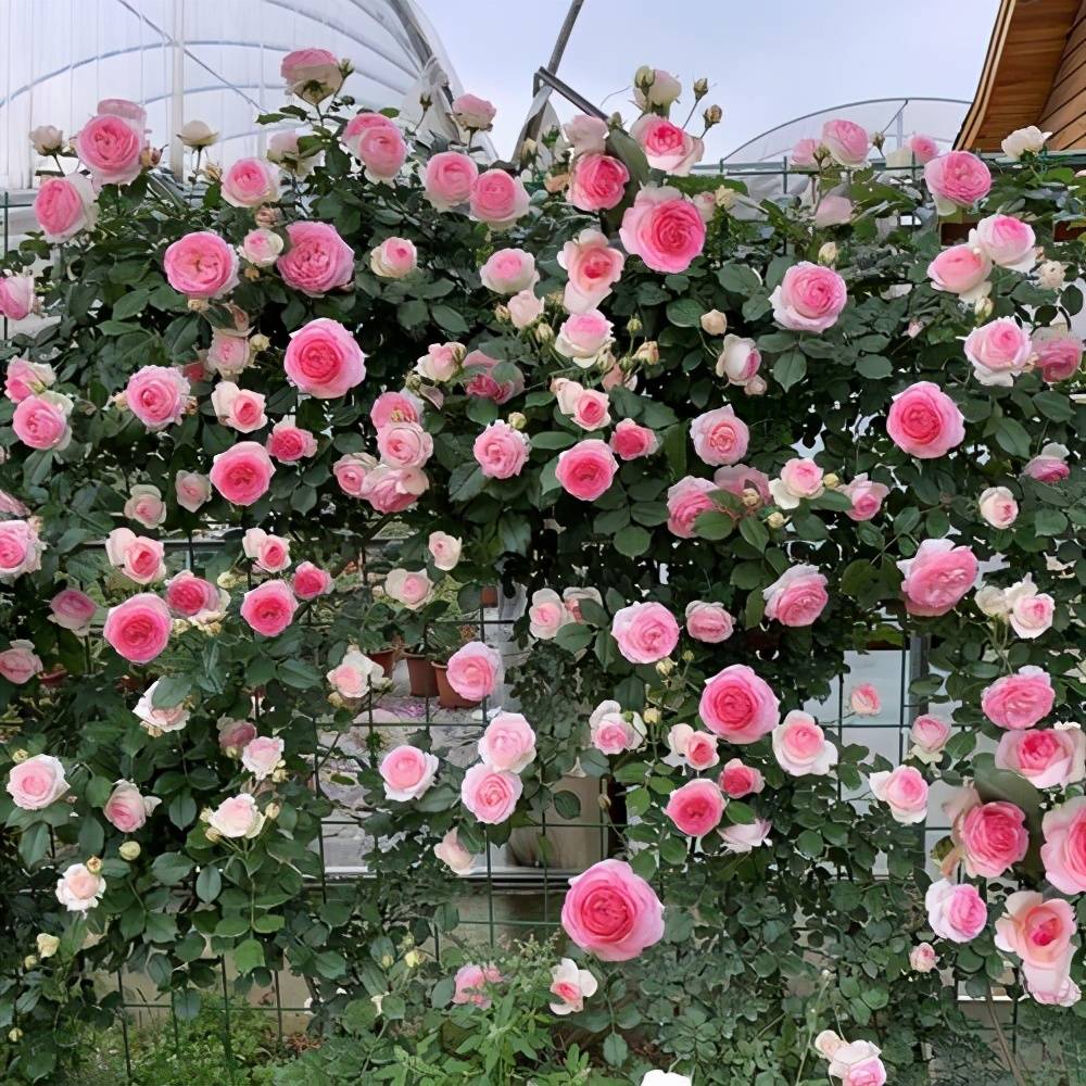 藤本月季就是爬藤月季吗 b31ed5c056e04d90b98d31e7c4dbb7c4.jpeg