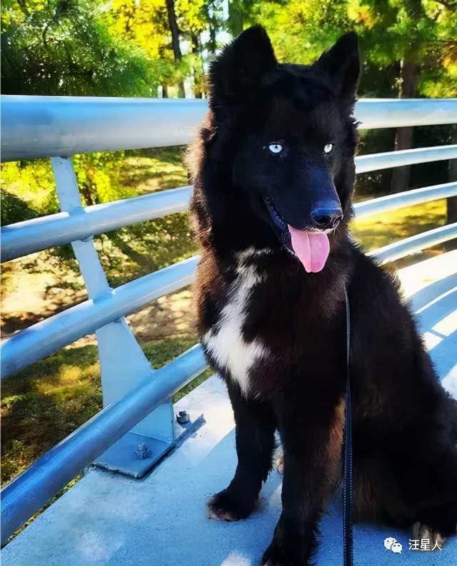 边牧版纯黑哈士奇,这长得也太一言难尽了吧,笑喷!