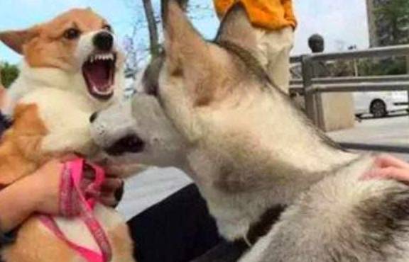 因为柯基沉迷拆家致敬二哈,铲屎官愁白头发,学会这三招让狗狗变乖巧