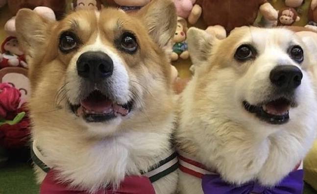 第三者柯基夫妻举行婚礼,场面唯美,度蜜月却出现第三者