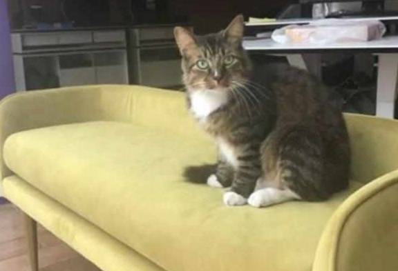 猫的名字怎么起有趣 1ba331aa4dee4b528e51f50c6d4048f5.jpeg