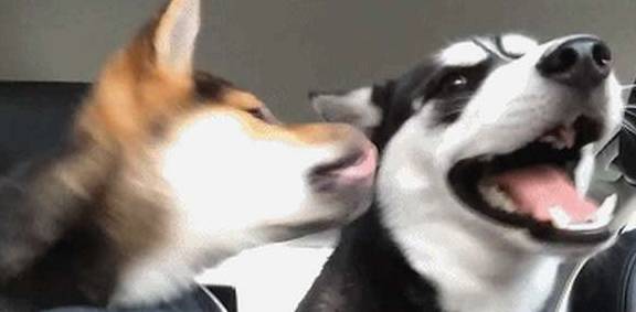 因为朋友带来只柴犬，见到哈士奇为了表达友善，把二哈舔的怀疑狗生！