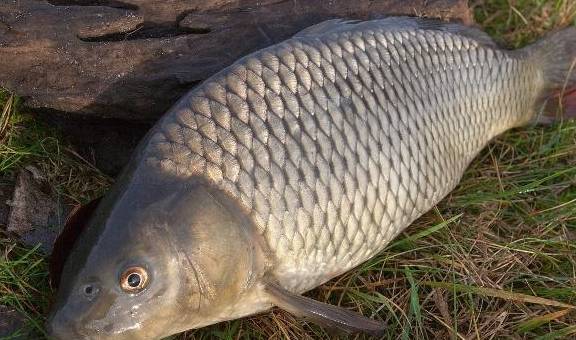 18种对狗狗有害的食物 狗主千万不要给狗狗碰到 情况 新闻时间