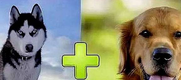 漂亮盘点和二哈结合生下的小狗崽,其中最美的三种,网友:不愧是二哈