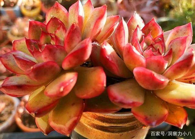 多肉长势差 这 三位置 剪一剪 夏不黑腐 株型紧凑又好看 修剪 全网搜