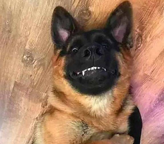 黑色|为什么都说养黑狗好,这5个好处不是人人都能体会到的!