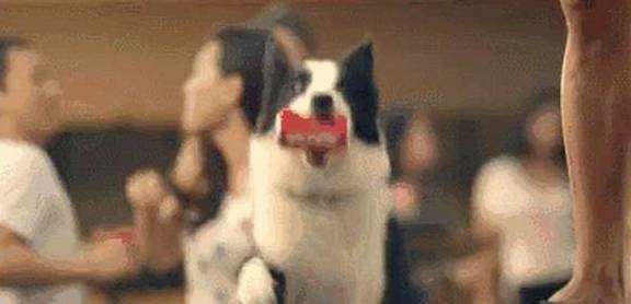 智商|边境牧羊犬虽聪明，但是训练，也要遵循这5个点！