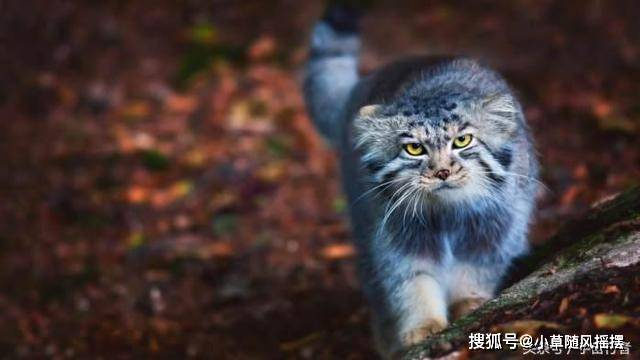 有什么动物是最凶狠的 997b65c704c046c4a96c3c011edb0fa3.jpeg