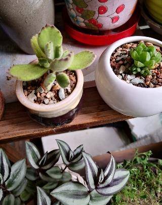 多肉多久施肥一次才好 b1cc1bf866fc480884f9097778dffc2e.jpeg