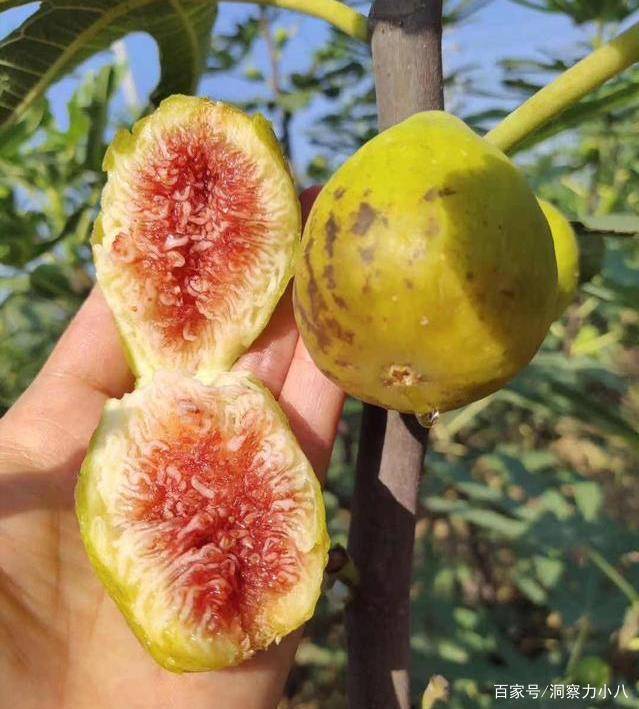 无花果有 三怕 顺着习性养 催出一圈芽 硕果 甘甜挂枝头 养护 新闻时间
