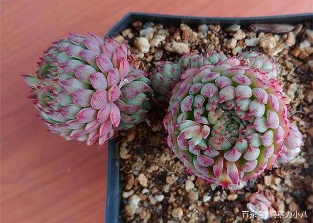 多肉一入夏就 摊大饼 勤做 三动作 梅雨季节也生机勃勃 叶片 新闻时间