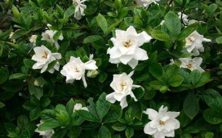 此花洁白素雅香味浓郁 掌握4个要点 新手也能养爆盆 栀子花 全网搜