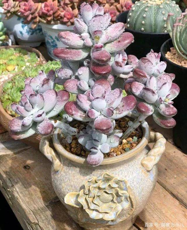 多肉怎么快速催大 05e97cdff12e418aa0c2cf150c199785.jpeg