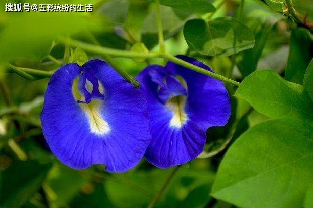 救赎|未来5天,白茶清欢,难以忘记,原地等待,懂得珍惜,唯你救赎