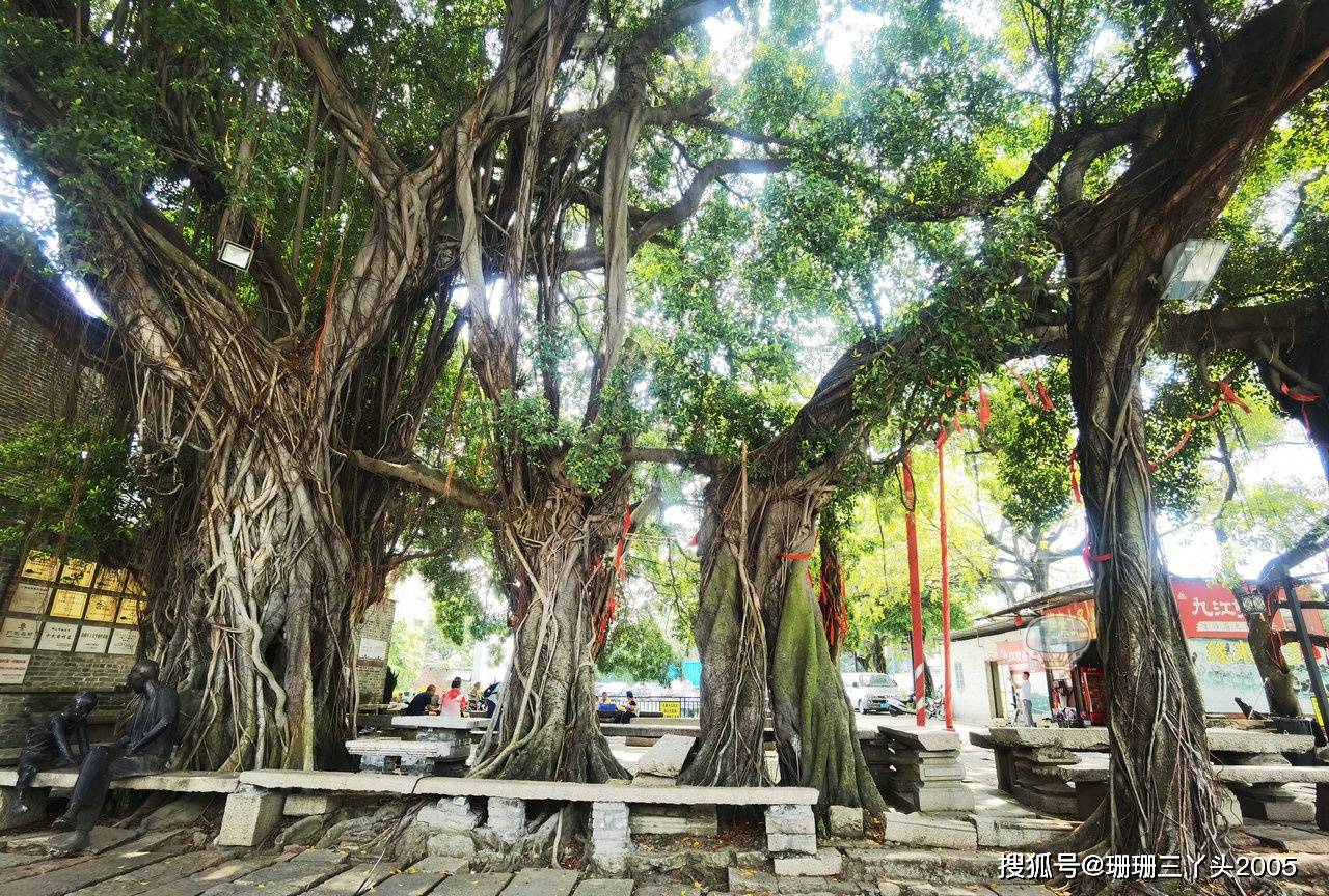 广东适合种什么名贵树 b543bec544284e49b5bd55f70c7865fd.jpeg