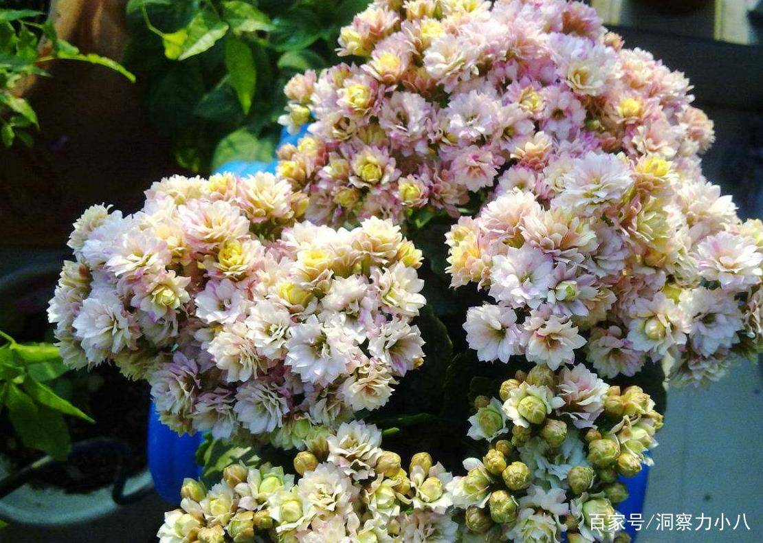 几月份扦插长寿花最容易成活 cf43d7de1d4b46c286328457d22c543a.jpeg