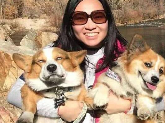 补充柯基几个月立耳？