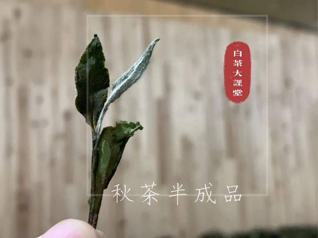茶叶|为什么白茶泡了2次就淡了，耐泡度不如红茶和岩茶？真相来了
