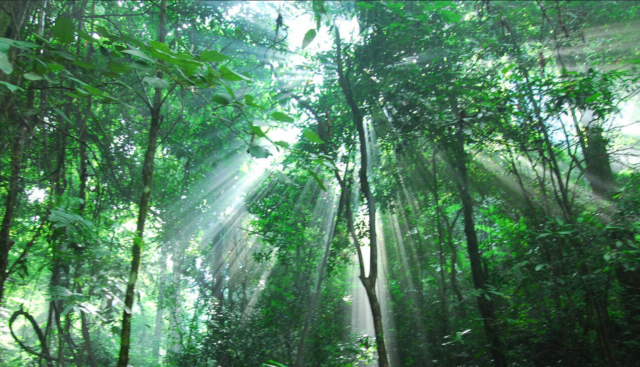 勐远仙境热带雨林野外观察指南,这些雨林奇观你知道吗?