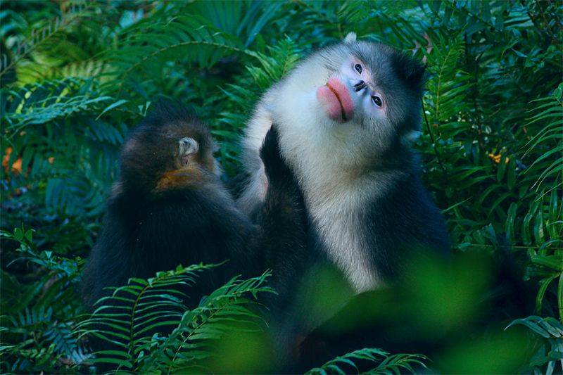祖国好 家乡美丨COP15 遇见“云南娇子 雪山精灵”滇金丝猴