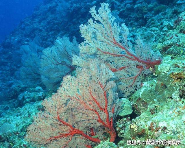 珊瑚到底是动物还是植物 看完才知道错得多离谱 大堡礁 新闻时间