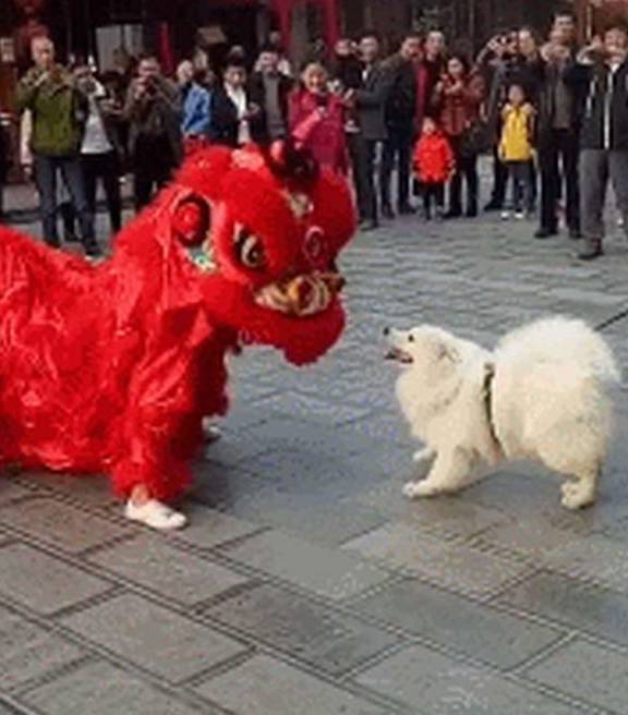 老弟狗子拆家被主人连床带狗扔了出来，狗狗：来啦老弟，一起拆啊！