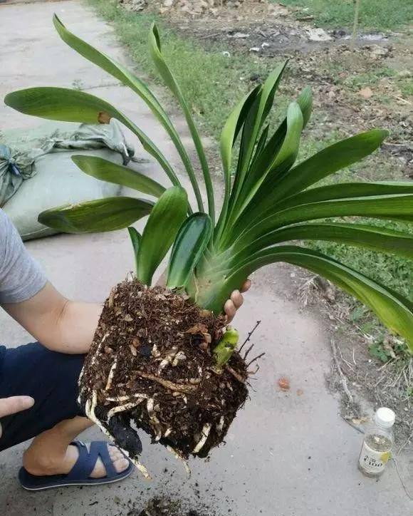 君子兰想要年年开花还爆盆,你要懂得这样换盆