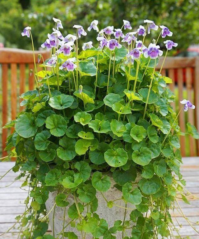 漂亮的熊猫堇,一长一片,四季开花,种一次年年有花开