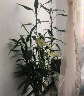 c9e2623e2b4f46ce90689a74dcef1b92.jpeg