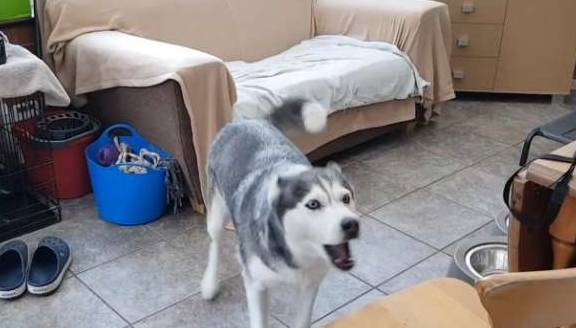 因为二哈隔着围栏跟狼犬“吵架”，结果围栏打开后，二哈却想跑