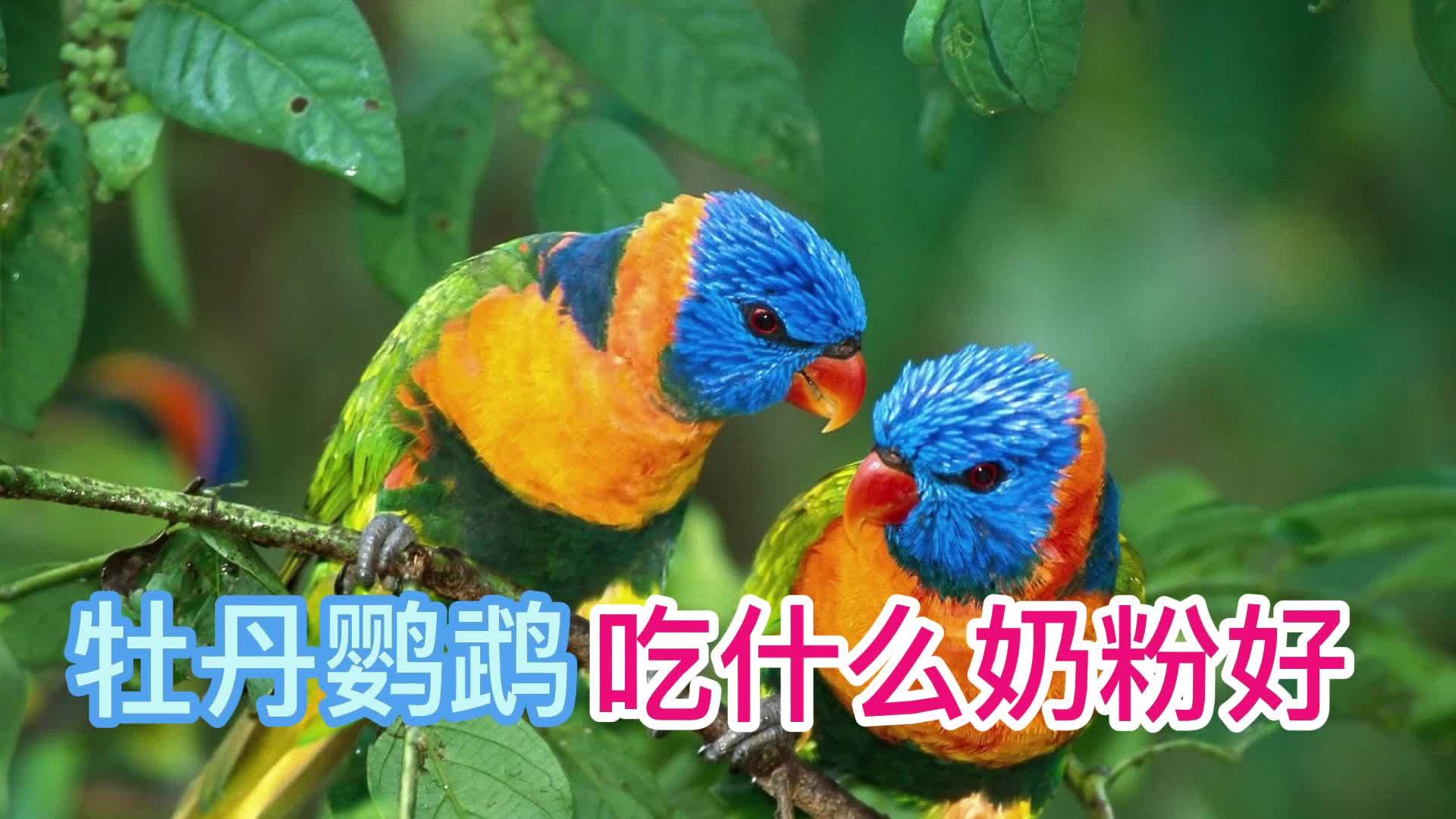 牡丹鸚鵡吃什麼奶粉好