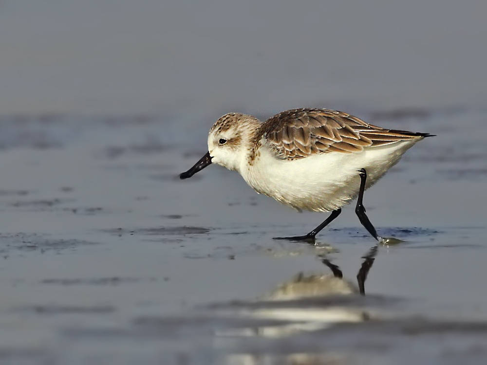非繁殖季节,勺嘴鹬的羽毛是由白色,黑色和灰色的混合体.
