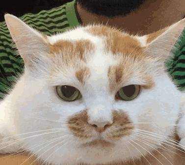 因为|别再抱怨主子的这些坏习惯了!还不都是因为你给惯的……