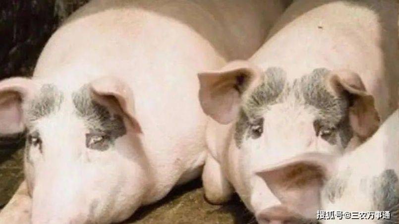 症状|警惕“秋老虎”！六种呼吸道疾病养猪人需要注意