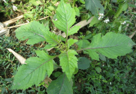 原创农村植物野茼蒿秋天长得好曾是农民的救命粮做野菜味道好吃