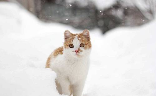 养宠小知识】猫感冒是什么症状，能自愈吗_猫咪