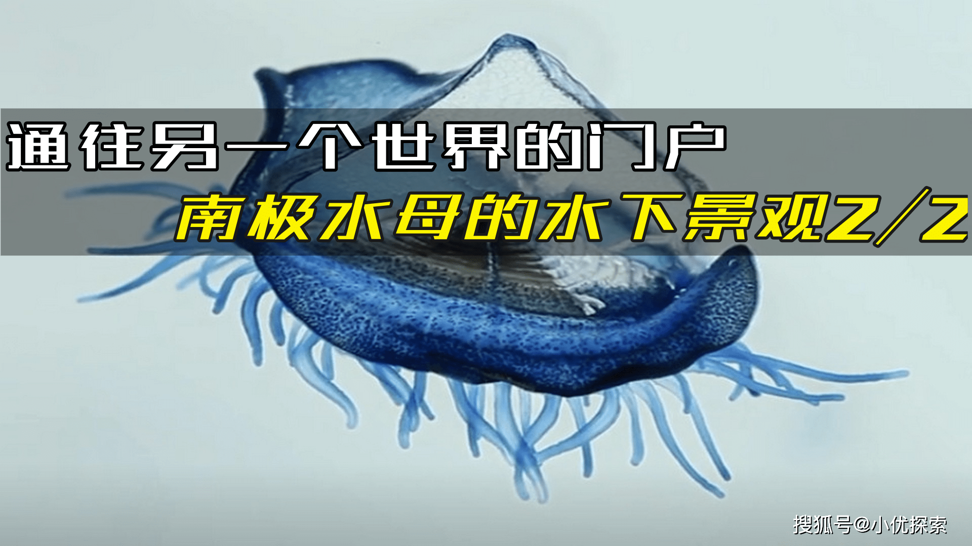 一些鮮為人知的南極海洋生物像是通往另一個世界的魔幻之門22