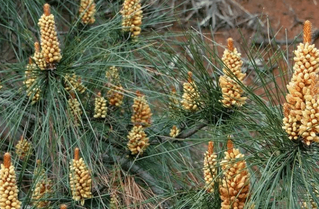 你知道这是什么花吗 其实 你家山上就有 只是没有在意 松树 新闻时间