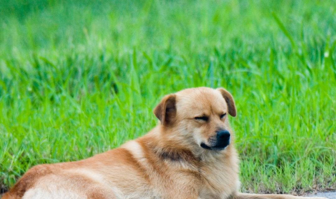 盘点 最好遛 最好养 的6大狗狗 养过的人都说好 主人 全网搜