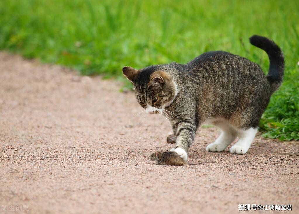 因为你可以永远相信“狸花猫”，它们绝对不会背叛你