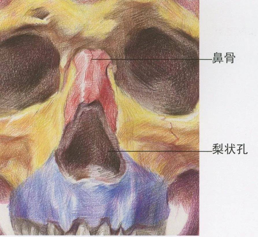 素描超强干货丨素描石膏像之鼻子的刻画