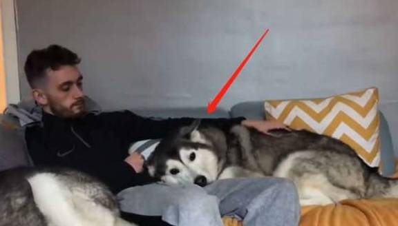 才会二哈长时间被冷落，看到小主人没在，它又开始装可怜了