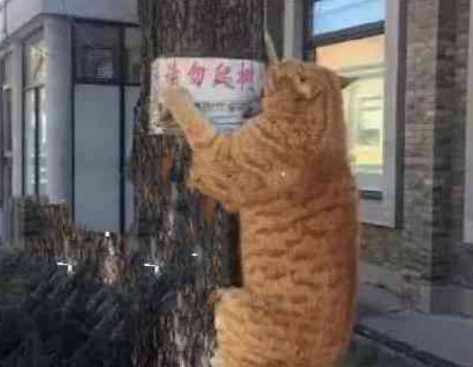体重小橘猫长成了大橘，脾气和体重一样飞涨，把二哈揍的哇哇大哭！