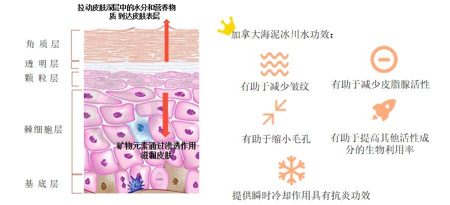 贴片水媚蛙：依克多因修护面膜的神奇之处